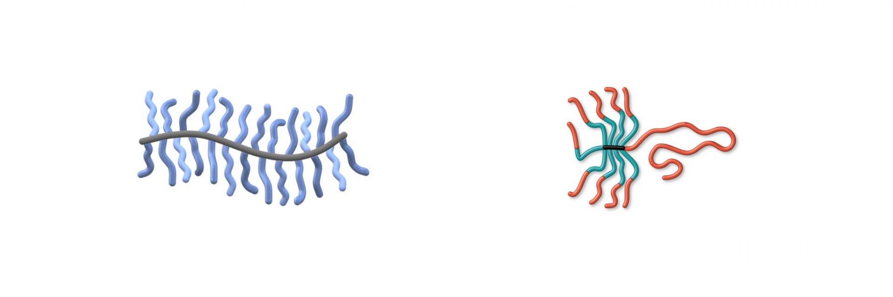 Illustration of Bottlebrush and Star Polymer Architectures