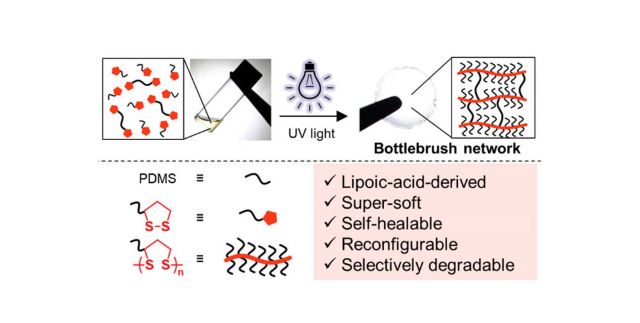 Light-Mediated Synthesis and Reprocessing of Dynamic Bottlebrush Elastomers under Ambient Conditions