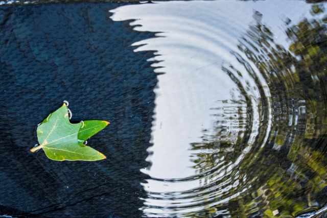 Leaf on Water, UCSB