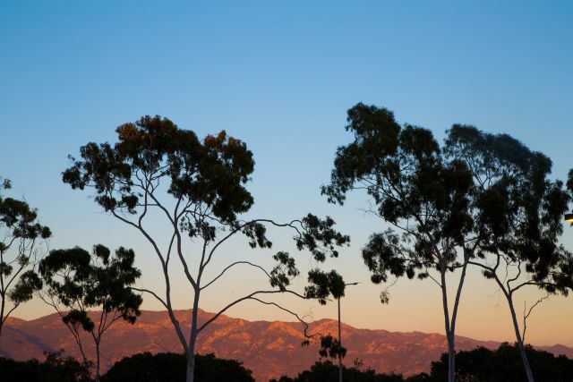 Photo of trees in front of mountains